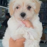 Cuccioli da Maltipoo perfettisdimo