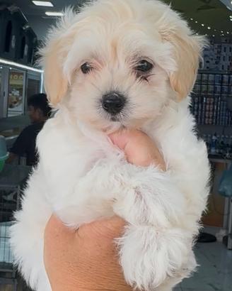 Cuccioli da Maltipoo perfettisdimo