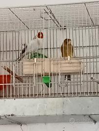 Coppia cardellino x canarina