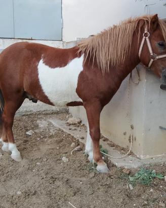 Super pony