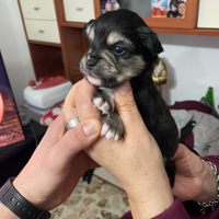 Incrocio di chihuahua