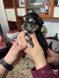 Incrocio di chihuahua