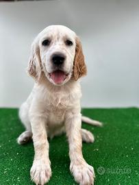 Cuccioli SETTER INGLESE