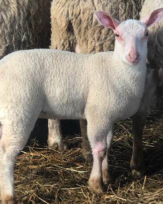 Pecore francesi Charollais berrichon ile de france