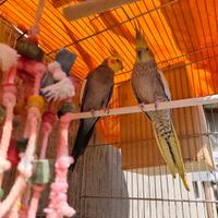 Calopsite coppia riproduttiva