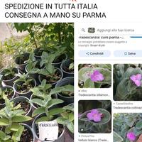 💥PIANTE TRADESCANZIA SILLAMONTANA 