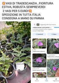 💥PIANTE TRADESCANZIA SILLAMONTANA 