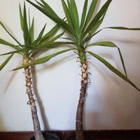 Yucca elephantipes./ Tronchetto della Felicità.