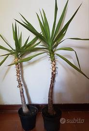 Yucca elephantipes./ Tronchetto della Felicità.