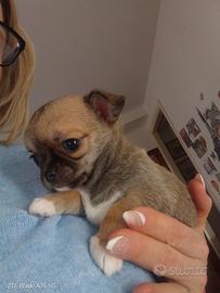 Cucciola di chihuahua