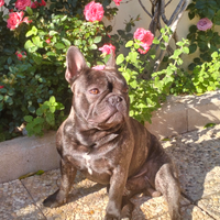 Stallone bouledogue francese