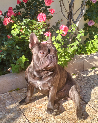 Stallone bouledogue francese