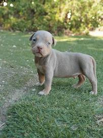 Pitbull tricolor