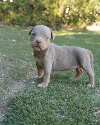 Pitbull tricolor
