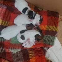 Piccolissimi Gek Russel toy