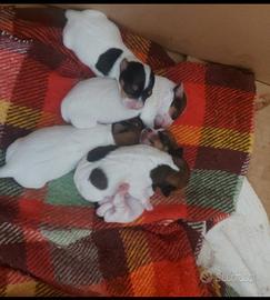 Piccolissimi Gek Russel toy