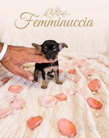 chihuahua Toy femmina 