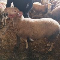 3 arieti sardi lacaune disponibili