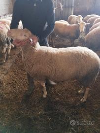 3 arieti sardi lacaune disponibili