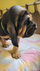 Bloodhound cuccioli