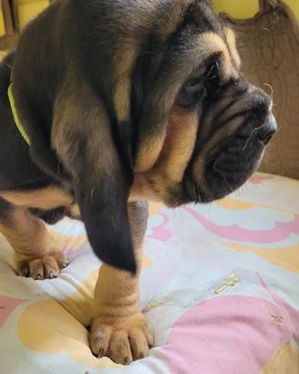 Bloodhound cuccioli