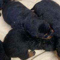 Cuccioli di Rottweiler