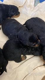 Cuccioli di Rottweiler