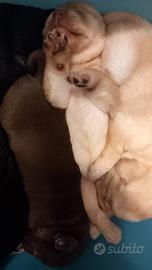 Cuccioli di labrador con pedigree