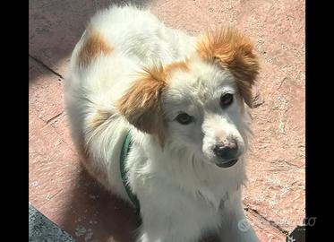 Simil volpino 2 anni