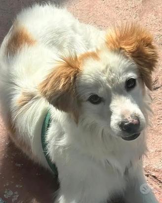 Simil volpino 2 anni