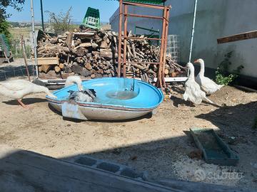 Oche 9 (vendita in blocco)