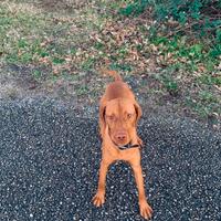 Vizsla bracco ungherese disponibile accoppiamento