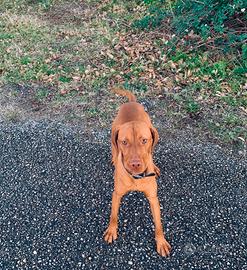 Vizsla bracco ungherese disponibile accoppiamento