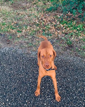 Vizsla bracco ungherese disponibile accoppiamento