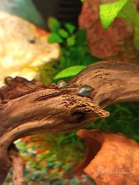 Physa acquatica