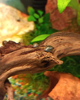 Physa acquatica