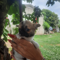 Cucciola di chihuahua femmina