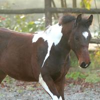 Half Draft Horse