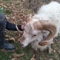 Pecore nane d'ouessant