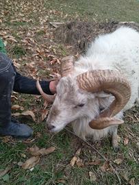 Pecore nane d'ouessant