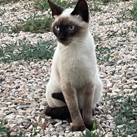 Siamese thai ACCOPPIAMENTO