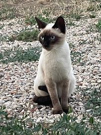 Siamese thai ACCOPPIAMENTO