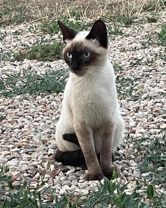 Siamese thai ACCOPPIAMENTO