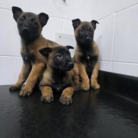 Cuccioli di Malinois