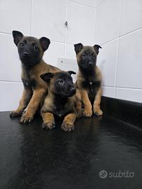 Cuccioli di Malinois
