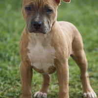 Splendida cucciola di pitbull