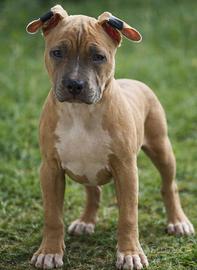 Splendida cucciola di pitbull