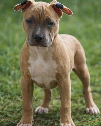 Splendida cucciola di pitbull