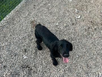 Vendita cocker spaniel inglese