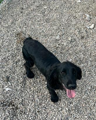 Vendita cocker spaniel inglese